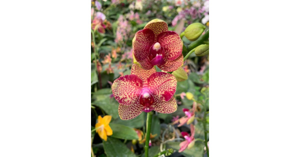 Ер адам шарларын әйелдің есегіне тығып алды